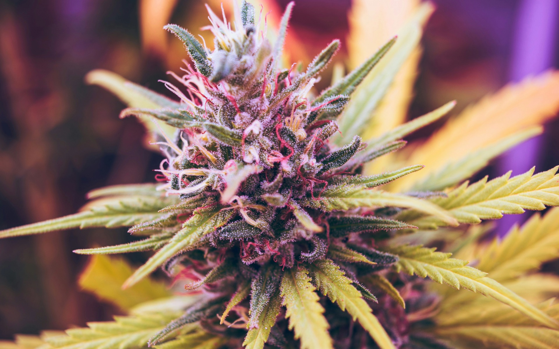 cannabis flower
