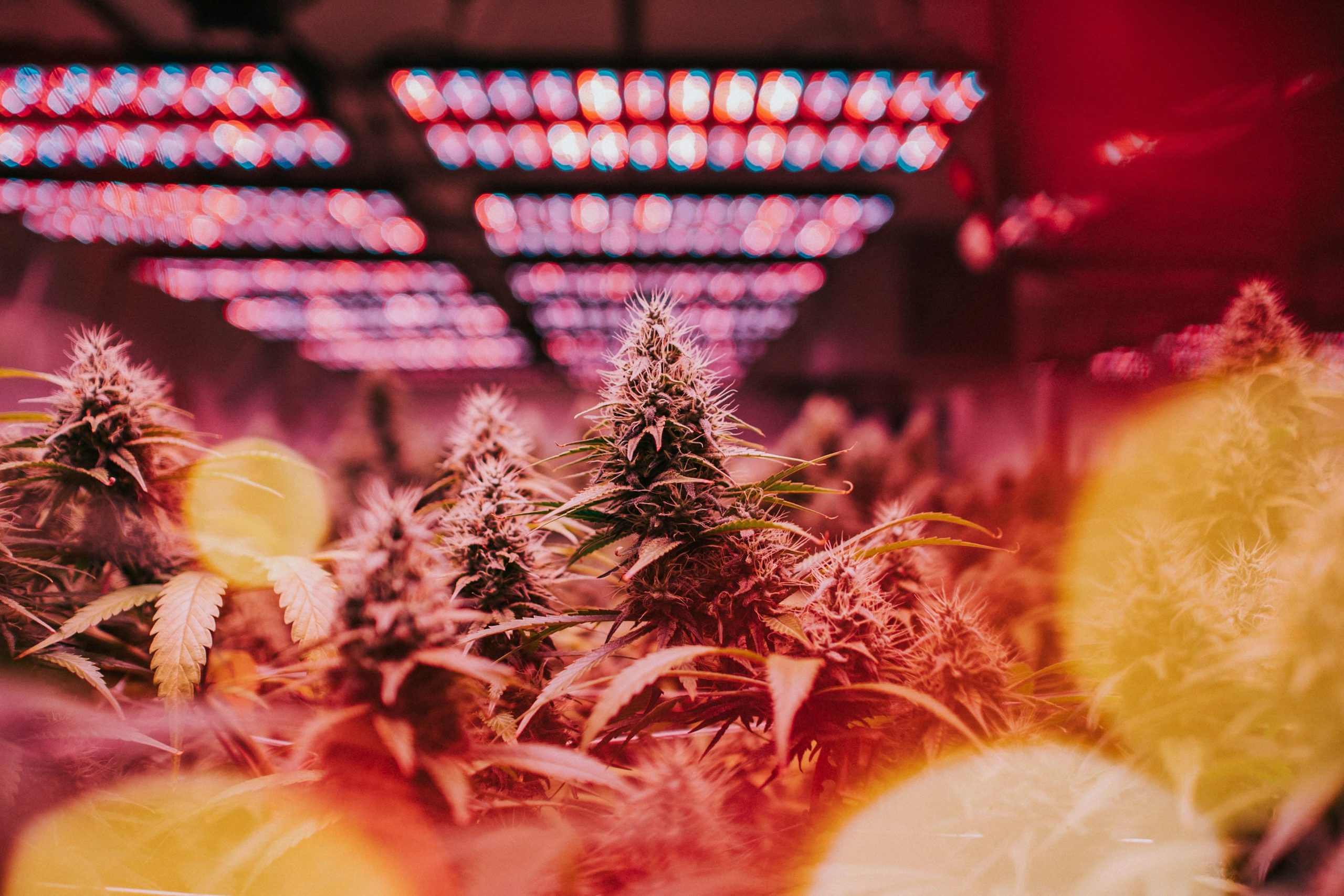 cannabis buyers