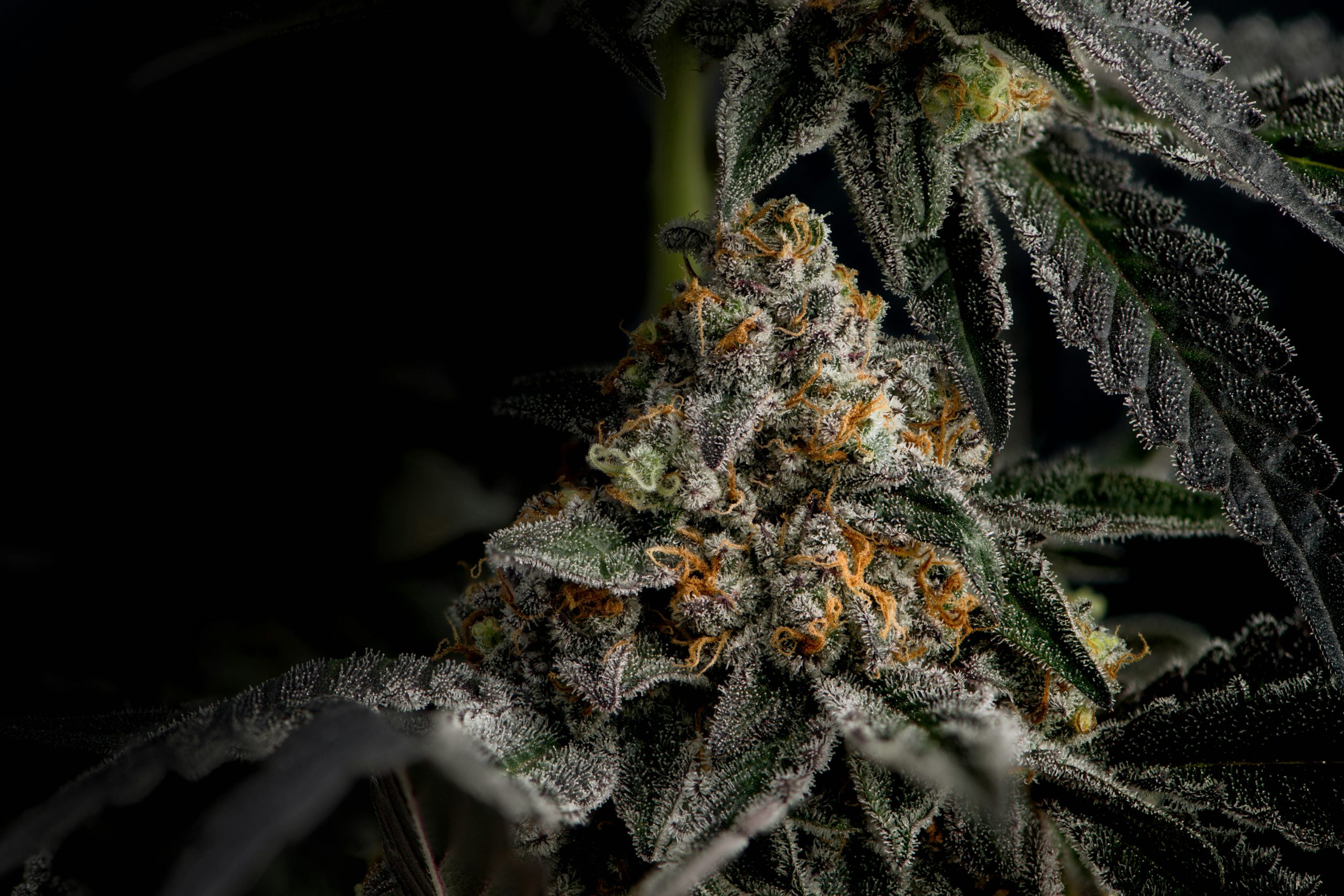 cannabis recreational