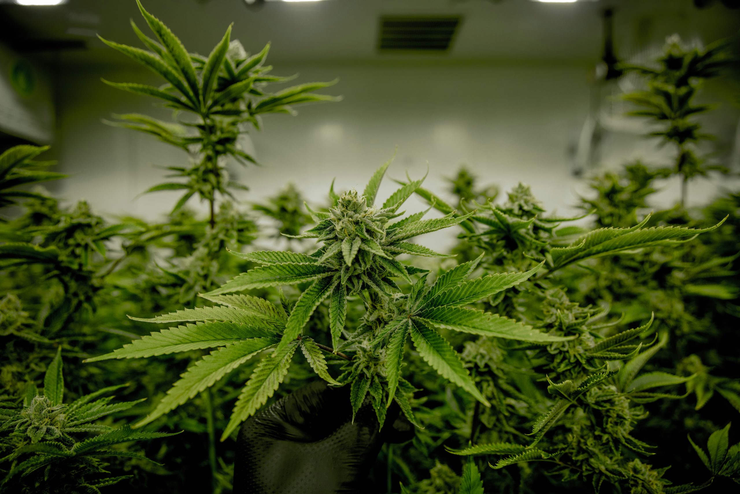 cannabis salem dispensary