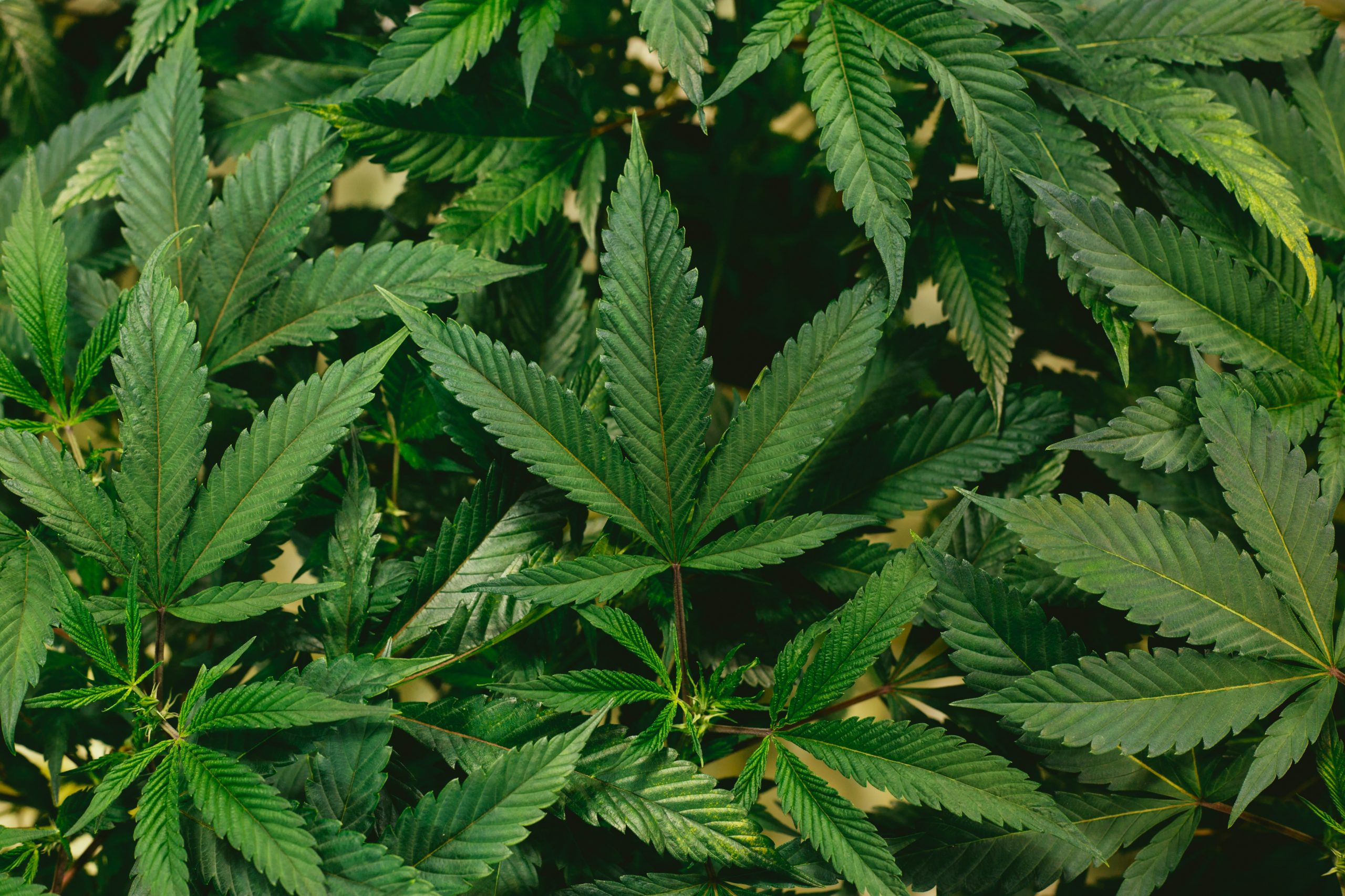 cannabis.delivery