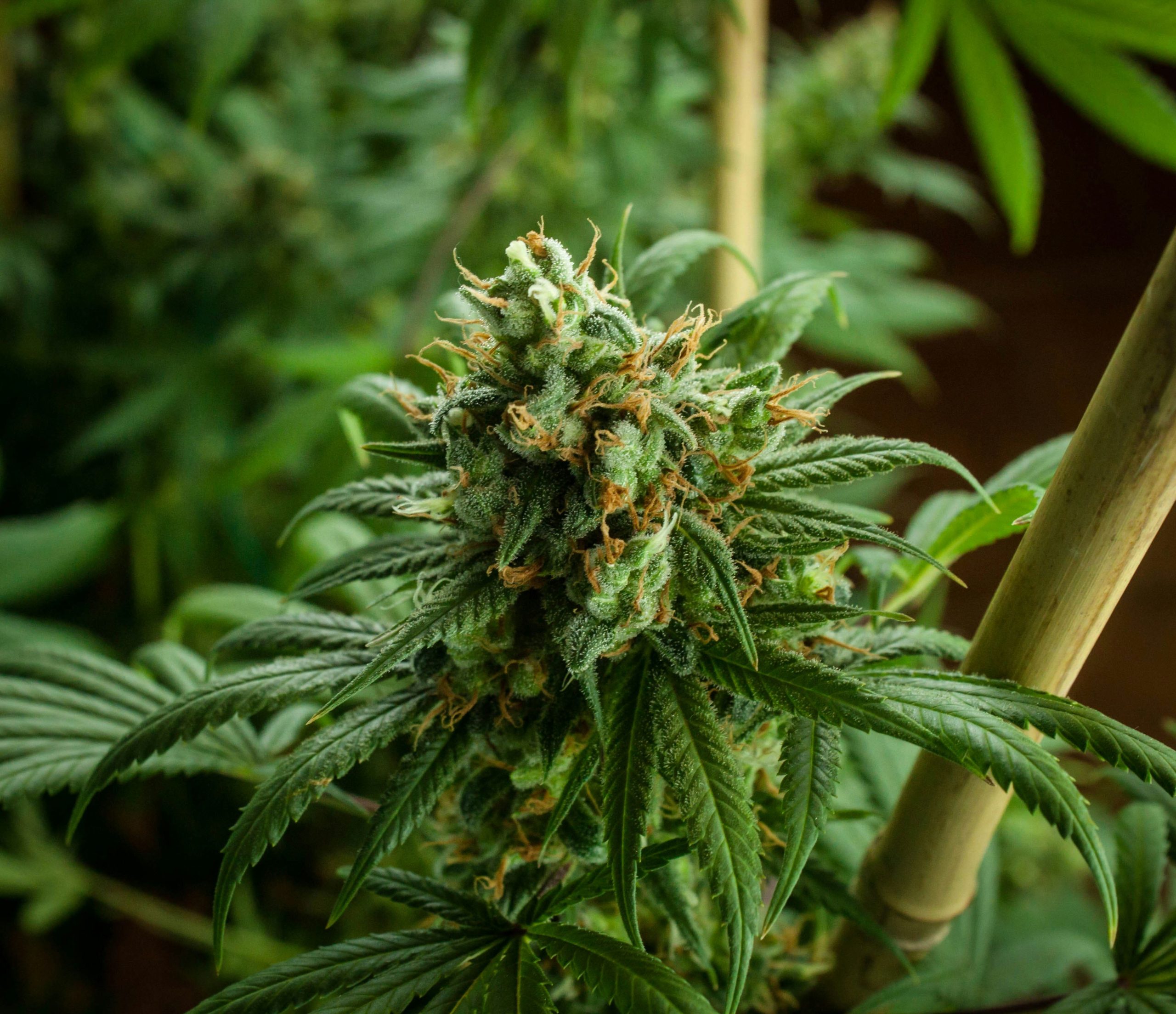 cannabis liberty